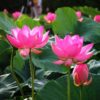 Learning Mindfulness Meditation Mindfulness deepens our experience of every moment of life.