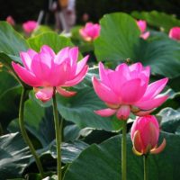 Learning Mindfulness Meditation Mindfulness deepens our experience of every moment of life.